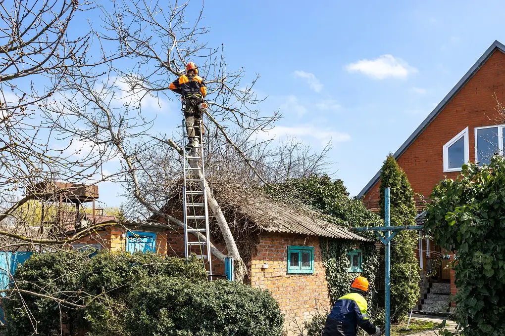 guy on ladder trimming tree