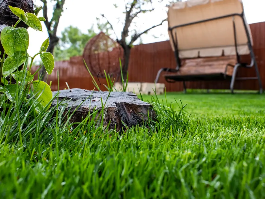 tree stump in backyard